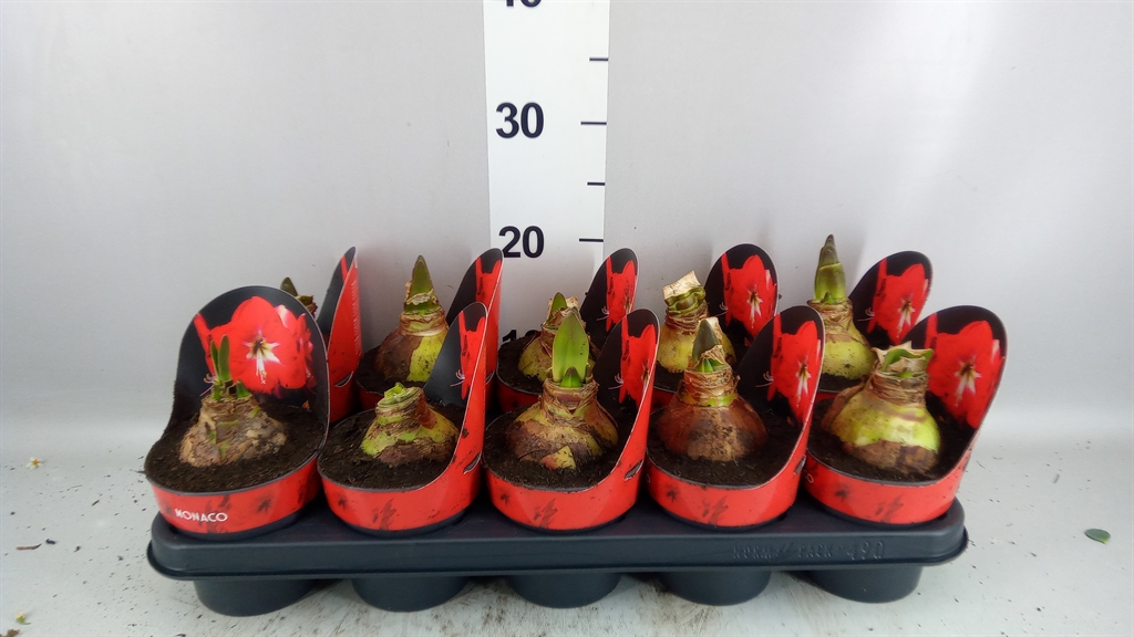 Hippeastrum Monaco 12Ø 25cm
