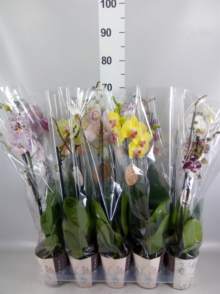 Phalaenopsis Mix 12Ø 60cm 2st
