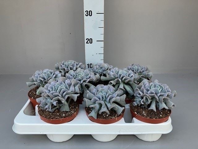 Echeveria Grey Prince 11Ø 12cm