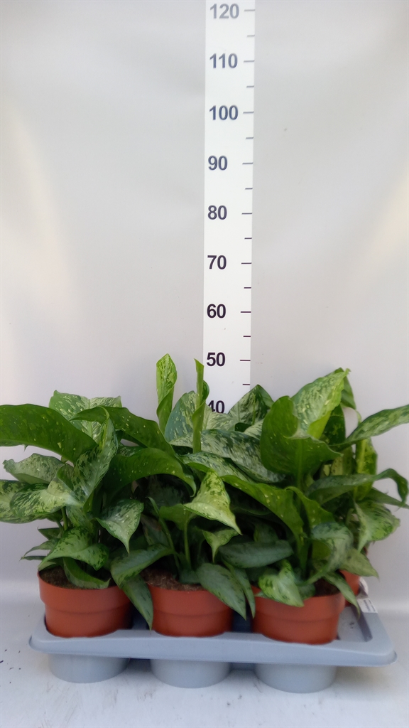 Dieff Memoria Corsii 17Ø 45cm