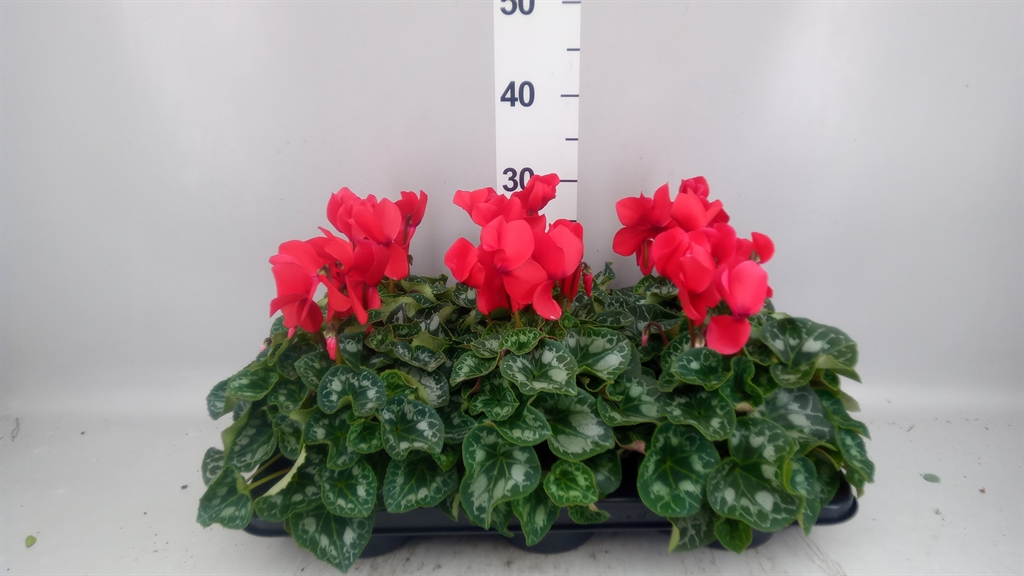 Cyclamen Halios 13Ø 30cm