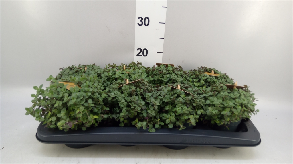 Callisia Turtle 10Ø 15cm