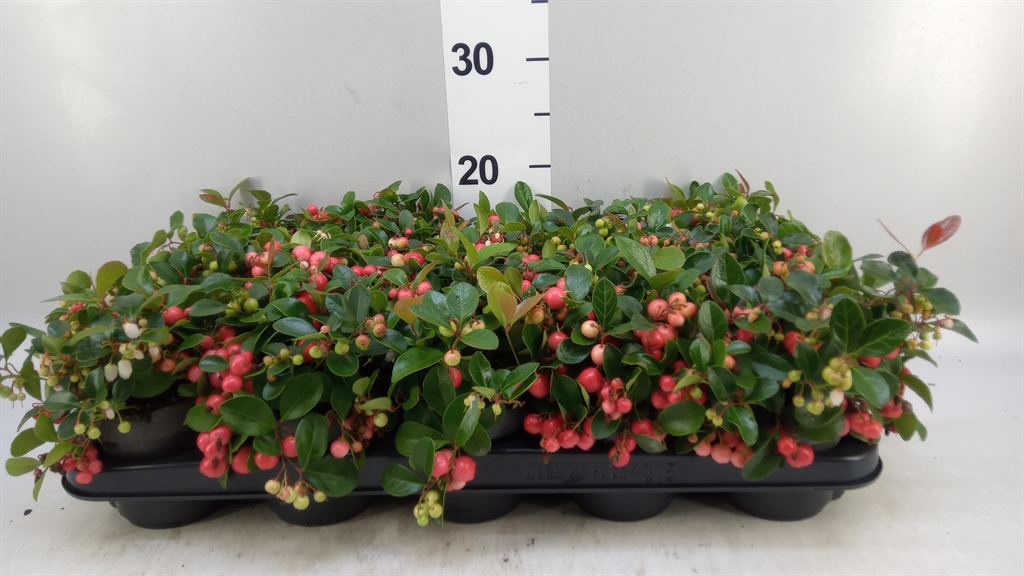 Gaultheria Big Berry 10Ø 20cm