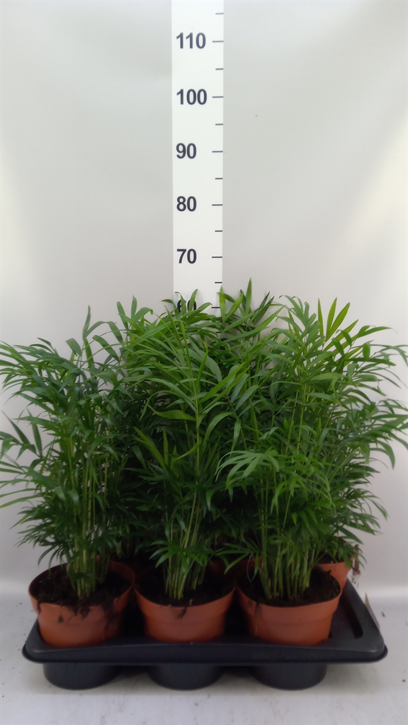 Chamaedorea Elegans 17Ø 60cm