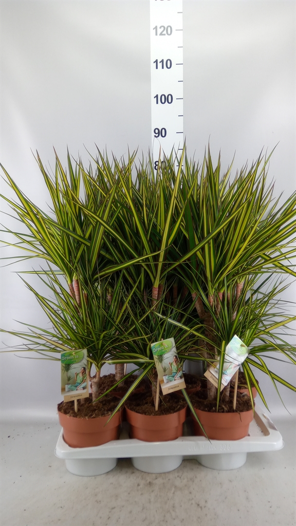Dracaena Sunray 17Ø 75cm