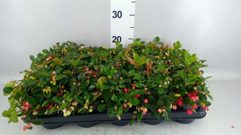 Gaultheria Big Berry 10Ø 20cm