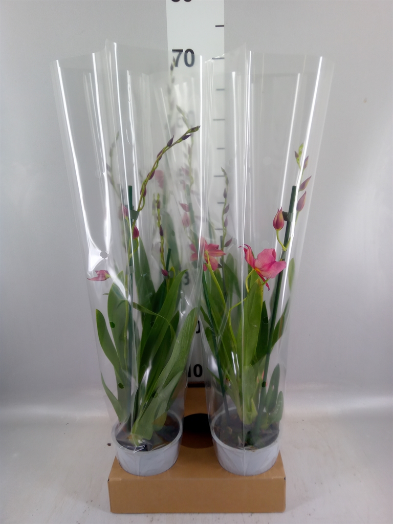 Burrageara Nelly Isler 12Ø 55cm