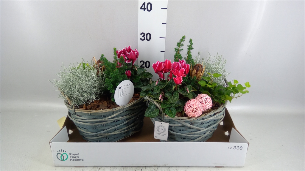 Arrangement Garden Plants 28Ø