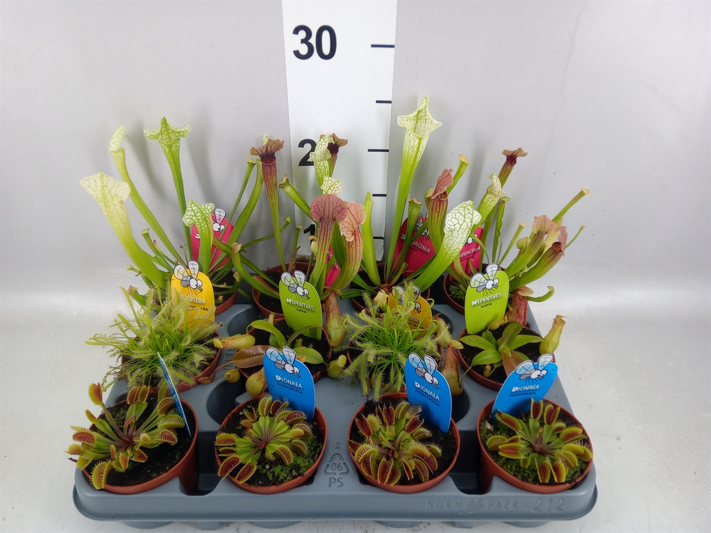 Carnivorous 8Ø 25cm