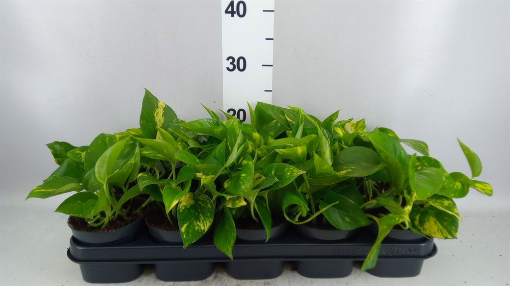 Epipremnum Aureum 12Ø 20cm