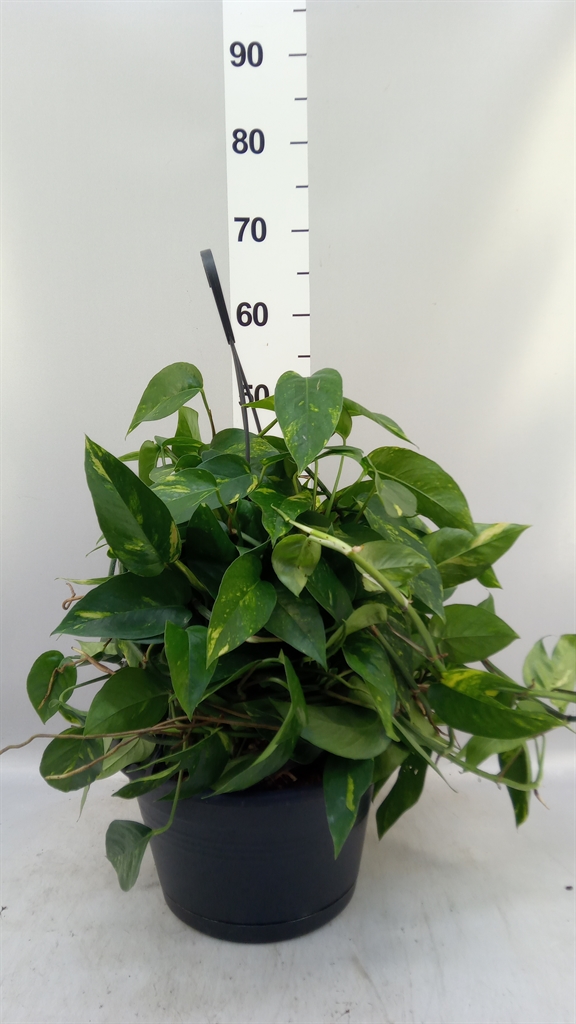 Epipr Aureum 28Ø 50cm