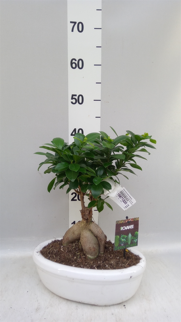Ficus Microcarpa Ginseng 30Ø 40cm
