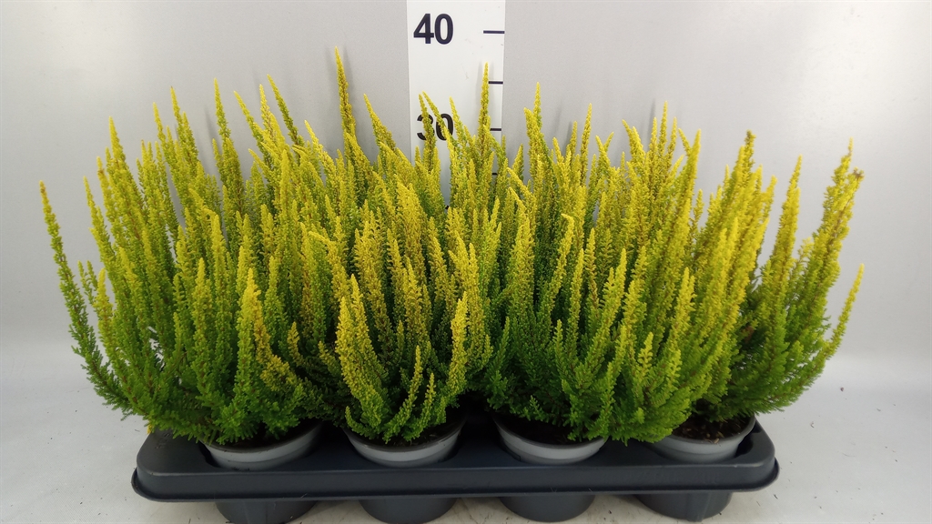 Calluna Skyline Mix 12Ø 28cm