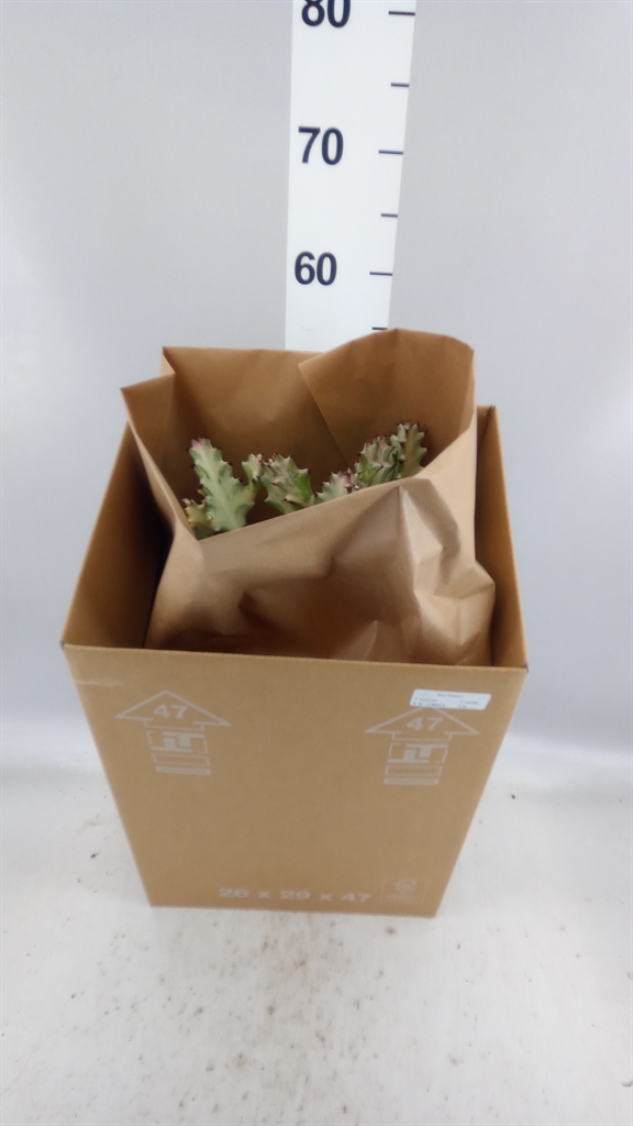 Euphorbia Lactea 21Ø 50cm