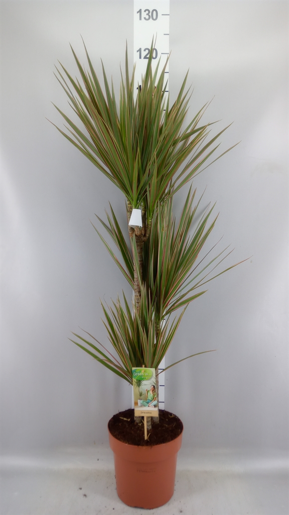 Dracaena Bicolor 21Ø 120cm