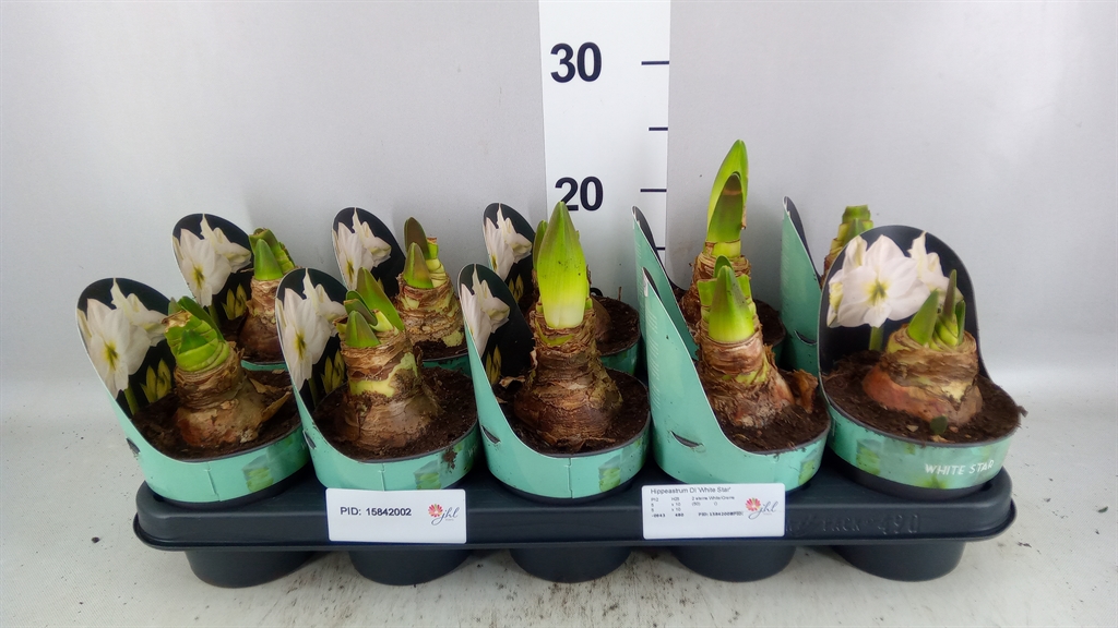Hippeastrum White Star 12Ø 25cm