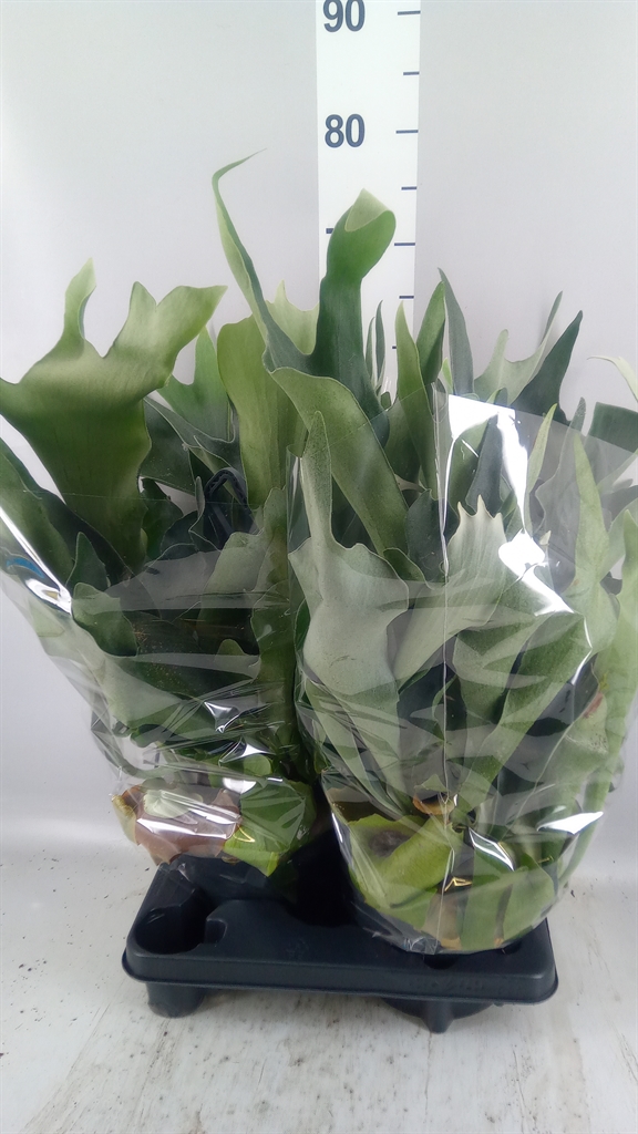 Platycerium Bifurcatum 20Ø 50cm