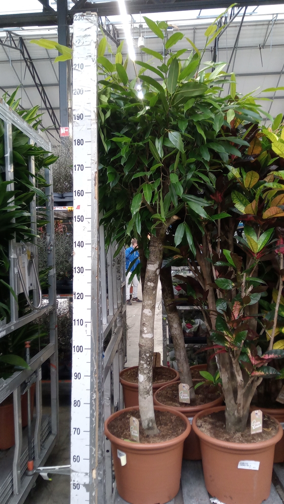 Ficus Amstel King 40Ø 170cm