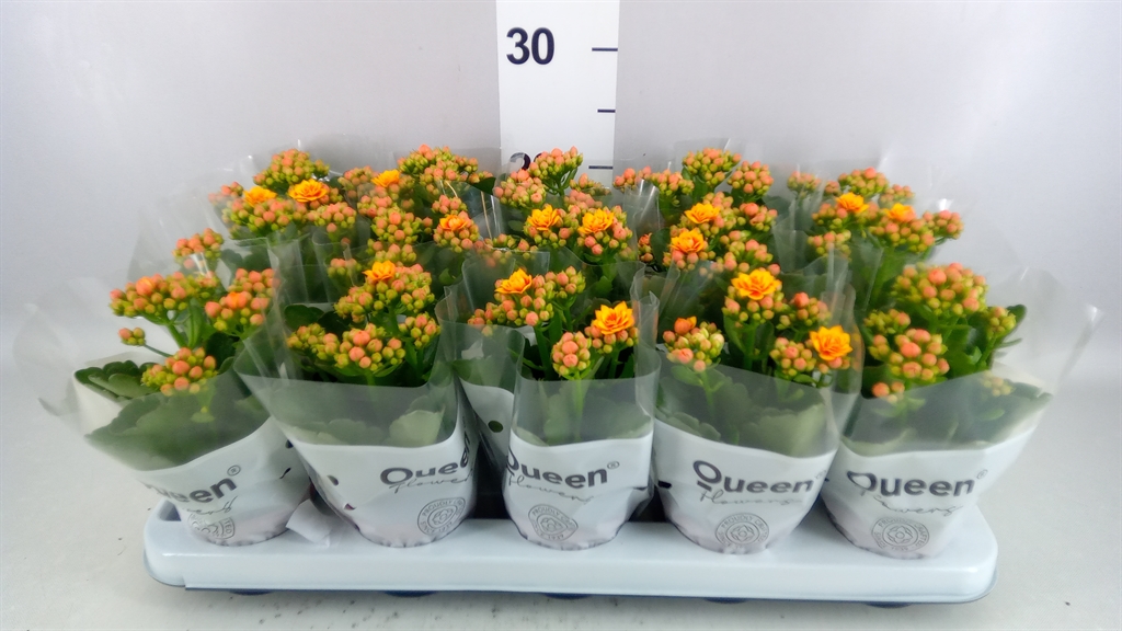 Kalanchoe Double Rose Flowers Dylan 9Ø 18cm