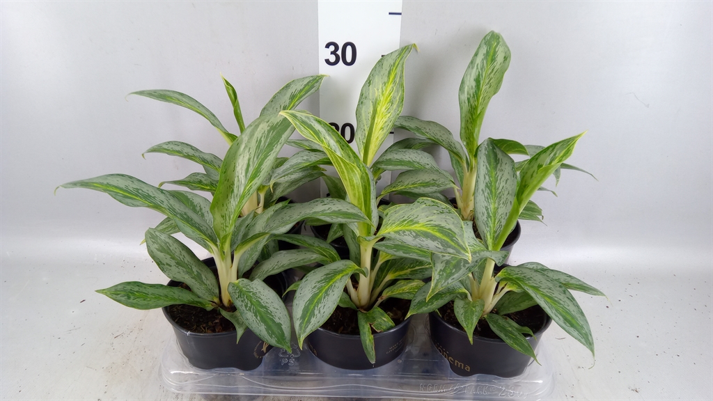 Aglao Overig 12Ø 35cm