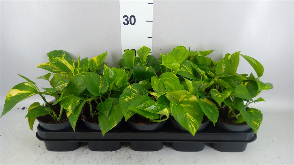 Epipremnum Aureum 12Ø 20cm