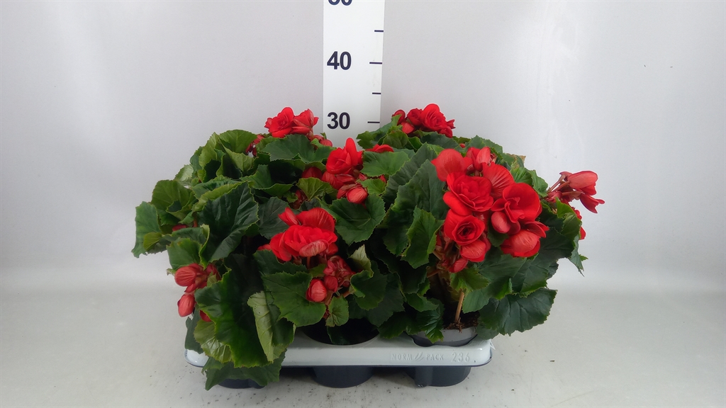 Begonia Double Baladin 13Ø 28cm
