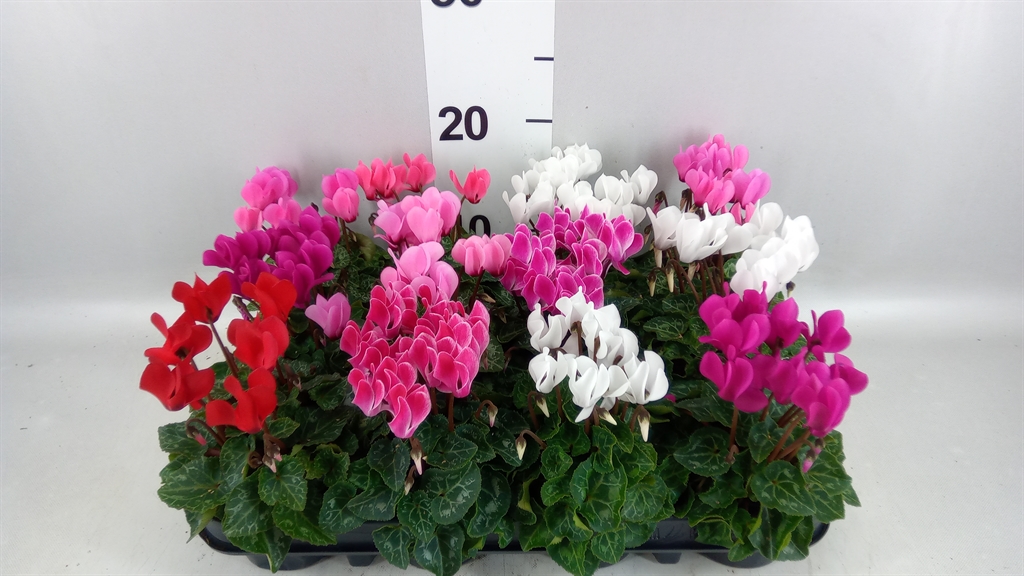 Cyclamen Super Serie Verano 7Ø 15cm
