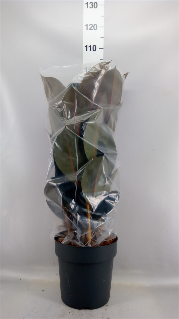 Ficus Abidjan 27Ø 105cm