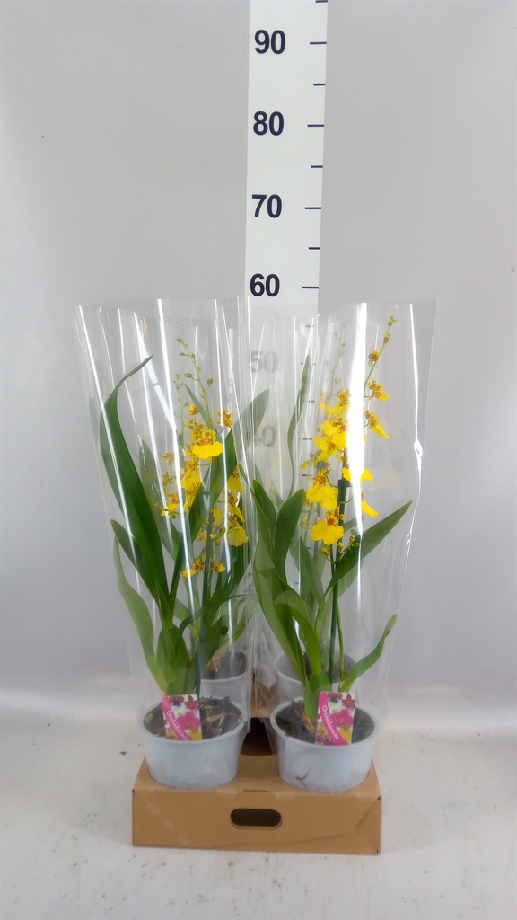 Oncidium 12Ø 55cm 1st