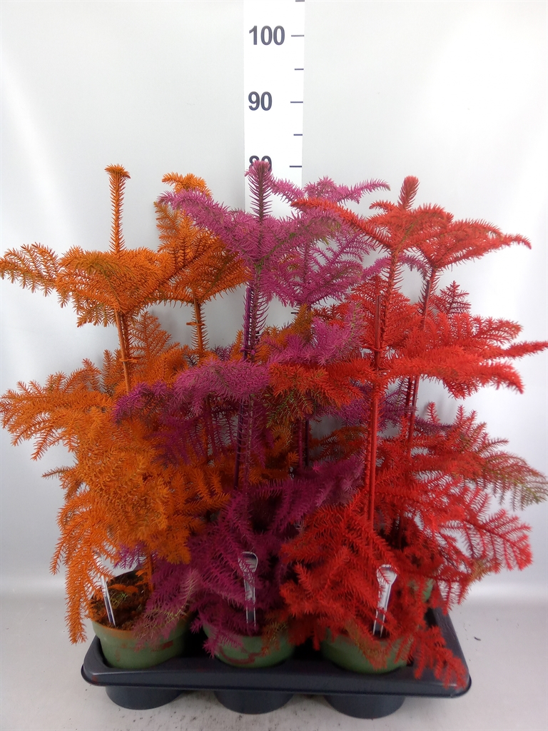Araucaria Heterophylla 17Ø 75cm