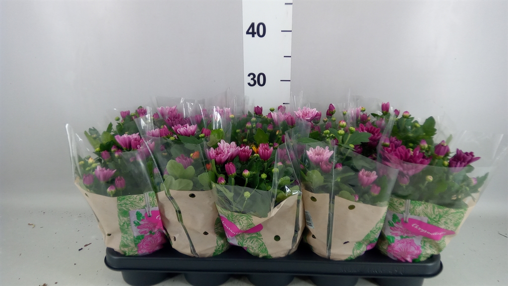 Chrysanth Mount Aubisque Mix 12Ø 26cm