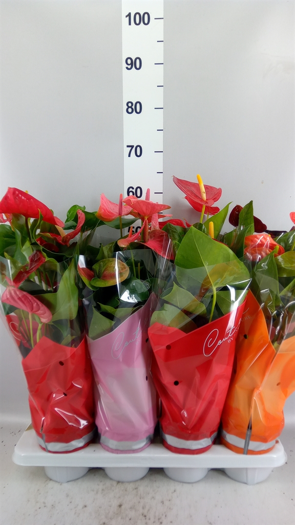 Anthurium Mix 4 Colours 14Ø 45cm