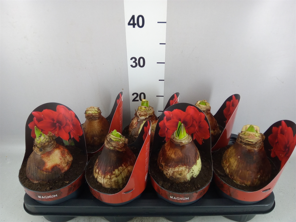 Hippeastrum Magnum 14Ø 25cm