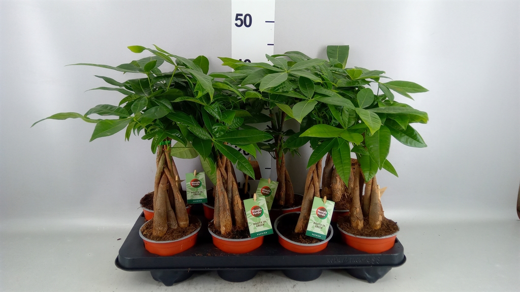 Pachira Aquatica 12Ø 45cm