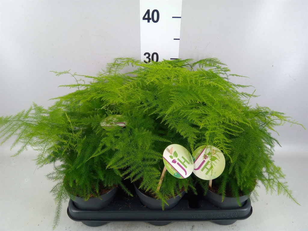 Asparagus Setaceus 12Ø 30cm