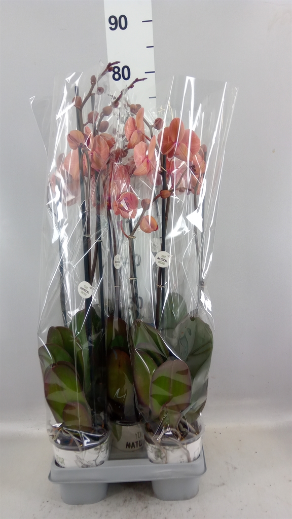 Phalaenopsis Narbonne 12Ø 65cm 2st