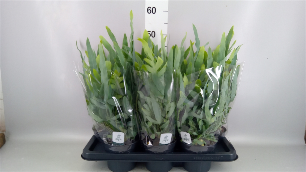 Phlebodium Blue Star 14Ø 40cm