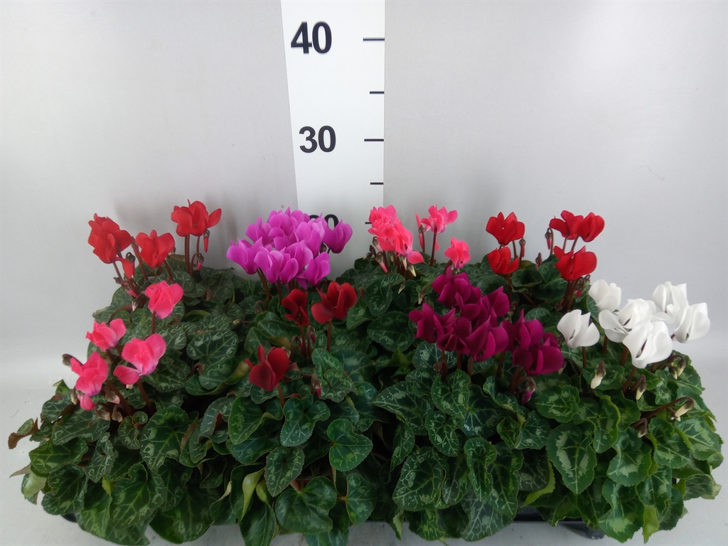 Cyclamen Super Serie Carino 10Ø 25cm
