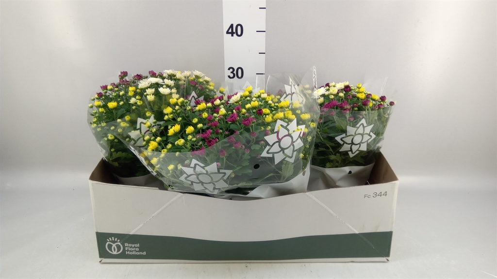 Chrysanth Mix 23Ø 27cm