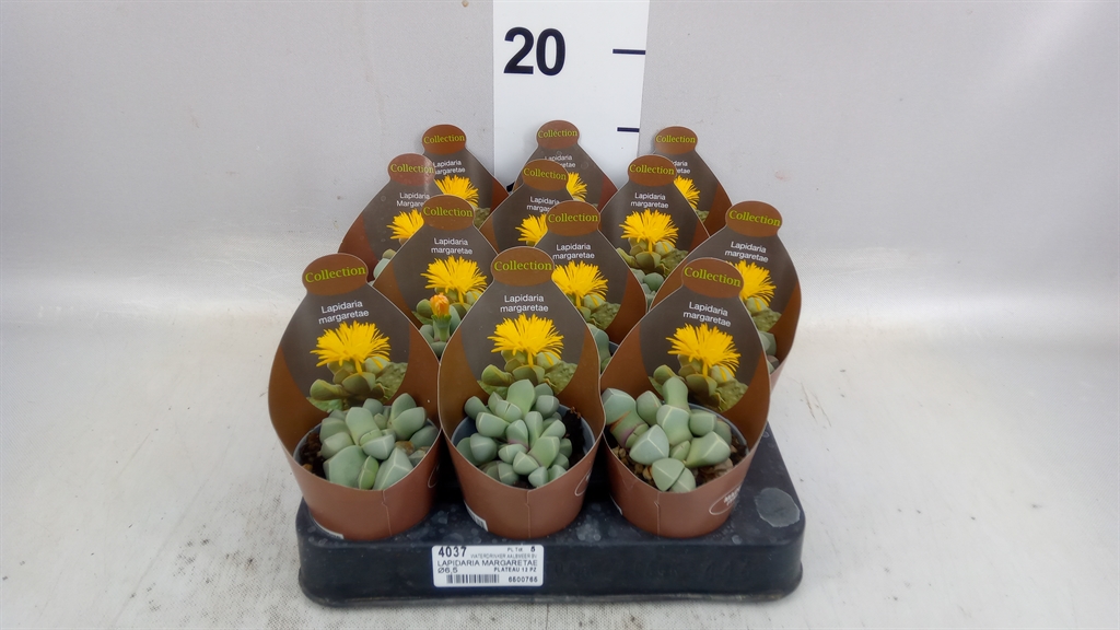 Cactus Overig 506Ø 9cm