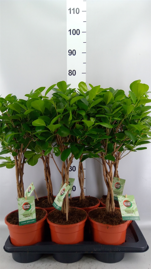 Ficus Microcarpa Moclame 17Ø 70cm