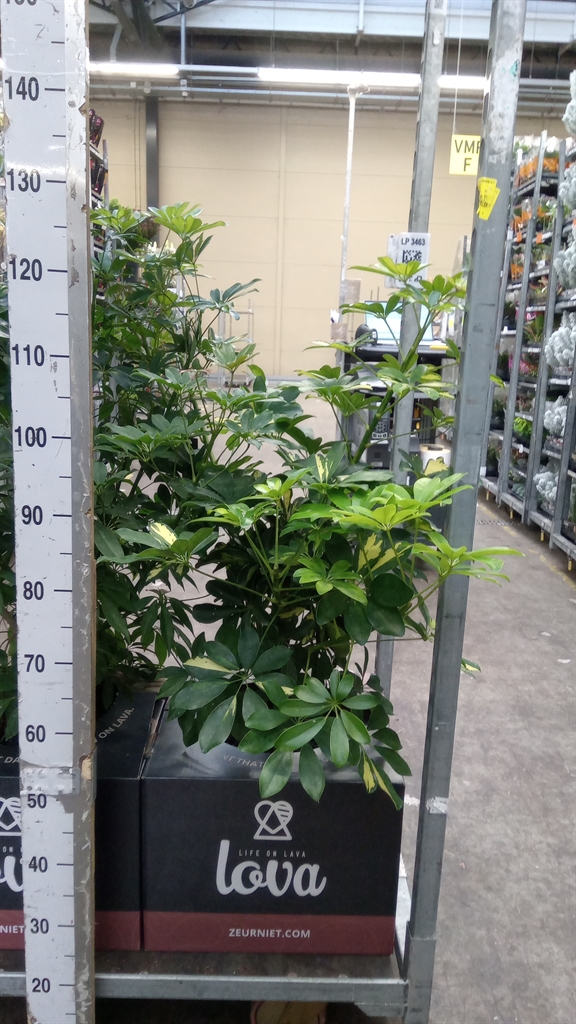 Arrangement Indoor Green 40Ø