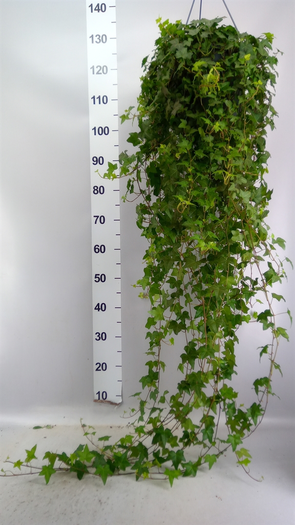 Hedera Helix Pittsburgh 24Ø 110cm