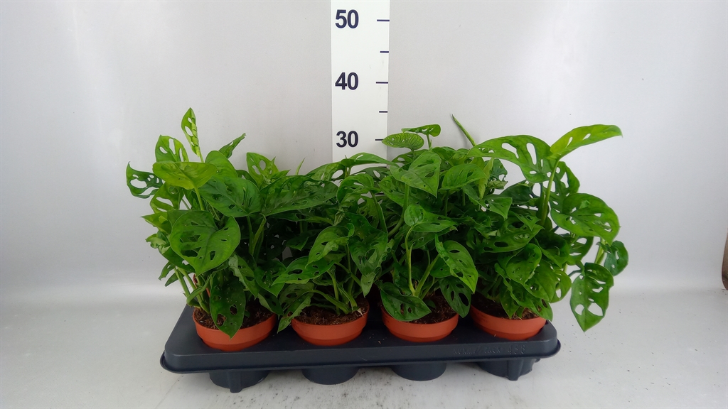 Monstera Adansonii 12Ø 30cm