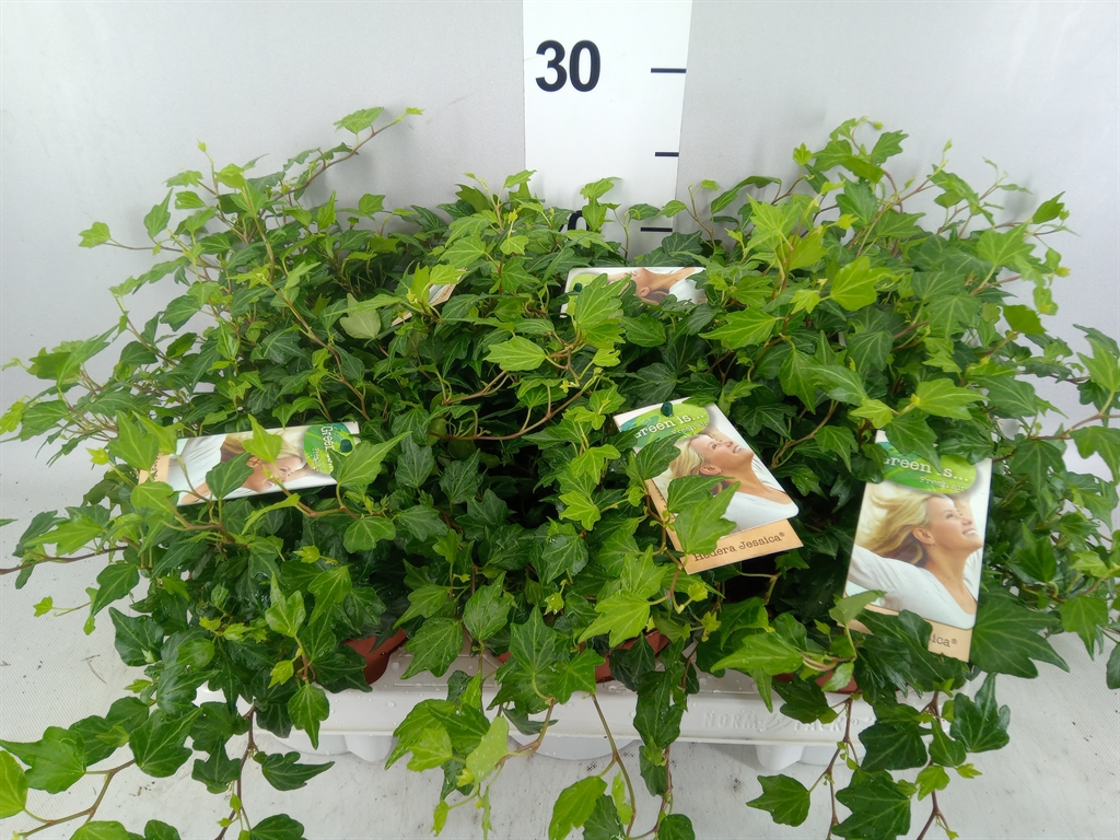 Hedera Helix Jessica 13Ø 15cm