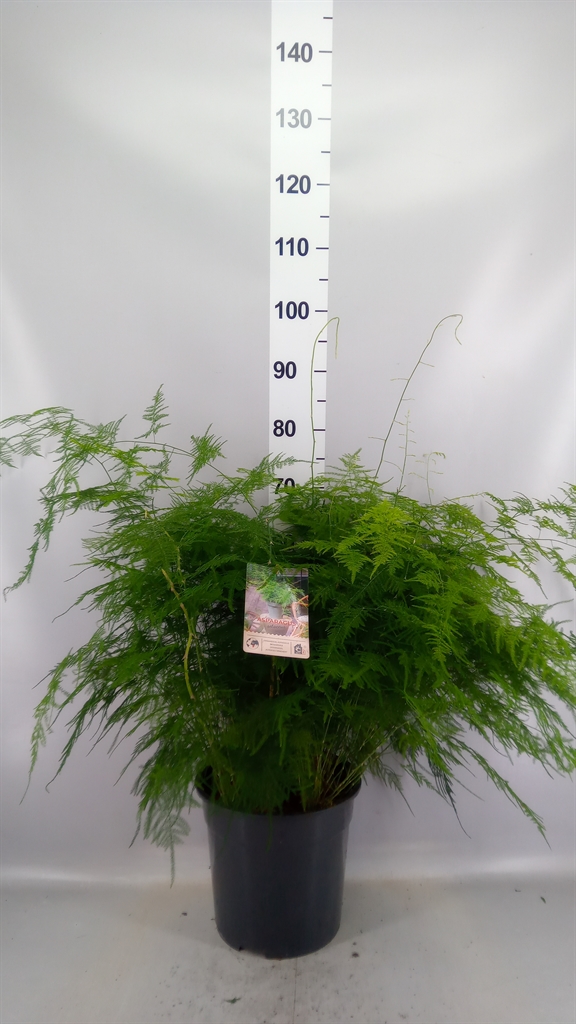 Assssspar Setaceus 27Ø 70cm