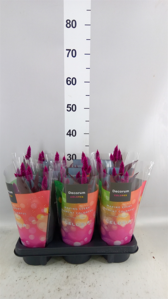 Celosia Mystic Shades 12Ø 35cm