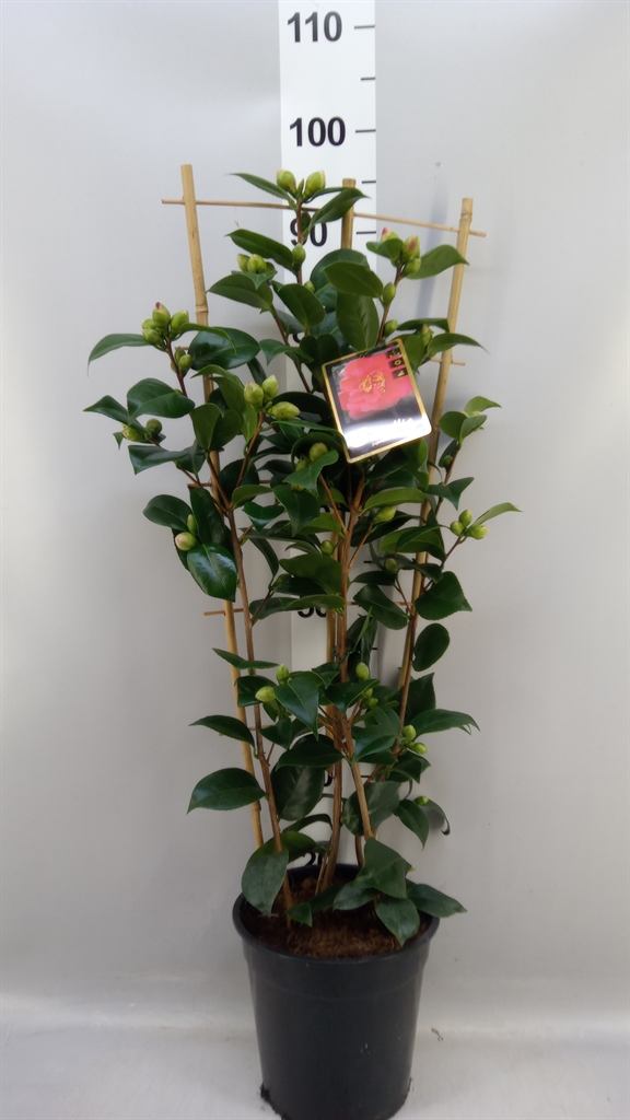 Camellia Japonica 21Ø 90cm