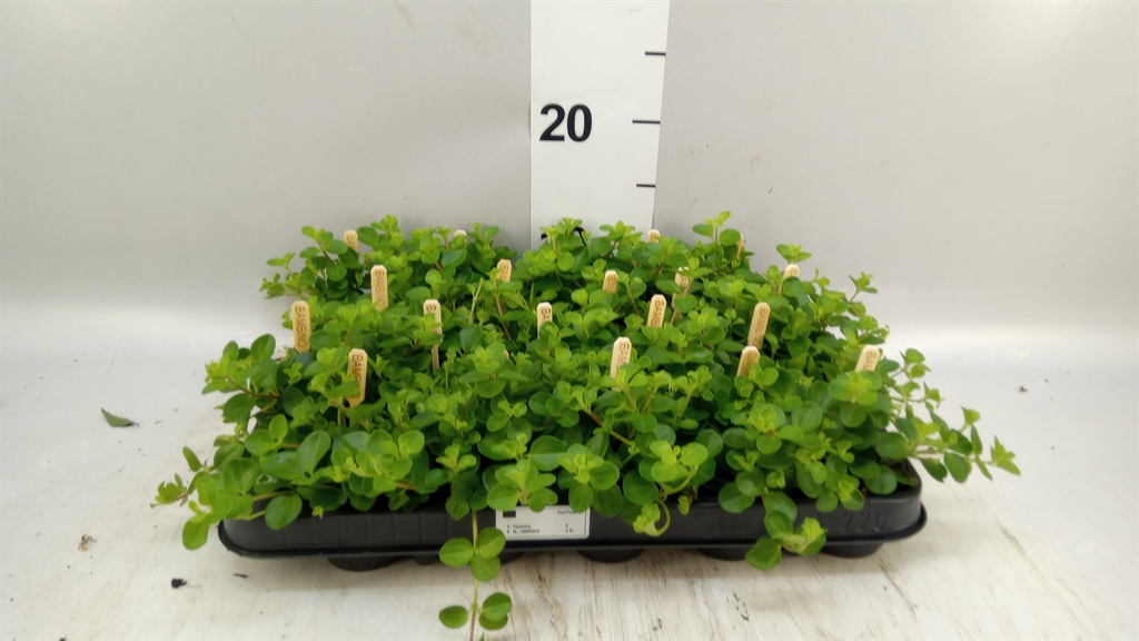 Peperomia Rotundifolia 5Ø 10cm