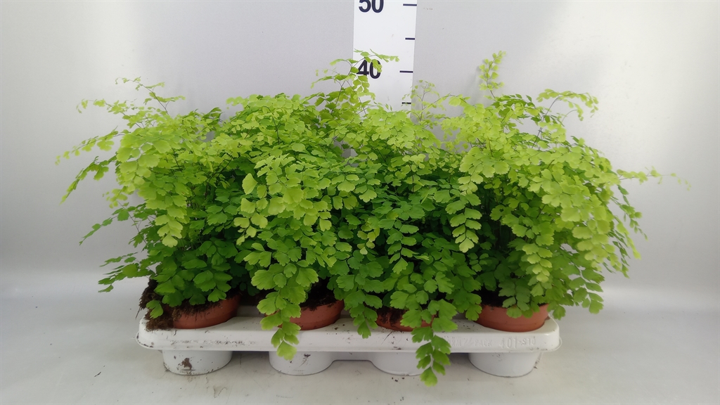 Adiantum Raddianum Fragrans 12Ø 35cm